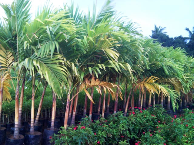 Vichia Palm Gold Plant