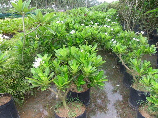 Plumeria Obtusa Plant, for Outdoor