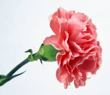 Fresh Carnation Flowers