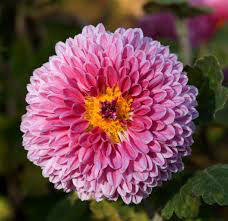 Fresh Chrysanthemum Flowers