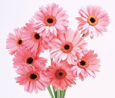 Fresh Gerbera Flowers