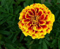 Organic Fresh Marigold Flower