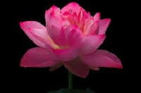 Fresh Lotus Flowers, Color : Pink