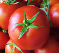 Organic Fresh Tomato