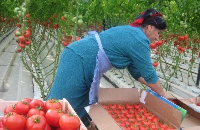 Overseas Placement Services