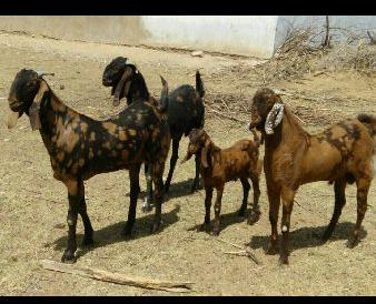 10-15 kg live goats, Gender : Female