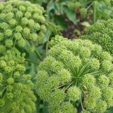 Angelica Root Oil