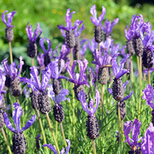 French Lavender Oil