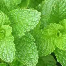 spearmint oil