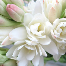 tuberose