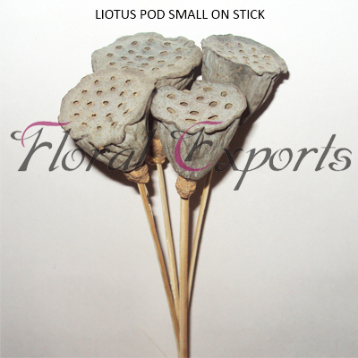 Natural Dried Flowers at Best Price in Kolkata
