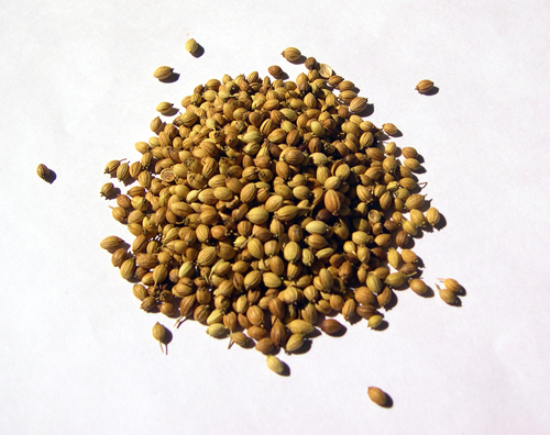 coriander