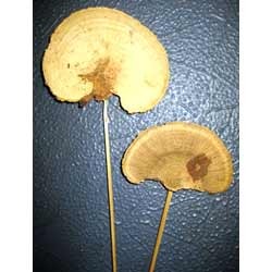 Sponge Mushroom