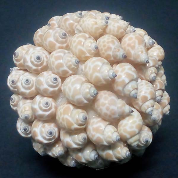 Round Seashell Ball, for Decoration, Feature : Good Quality