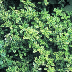 Thyme herb, Purity : 99% (GLC)