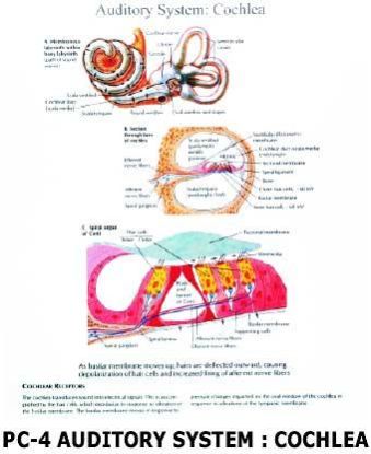 Anatomical Charts