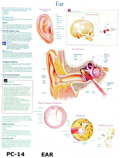 Ear Anatomical Charts