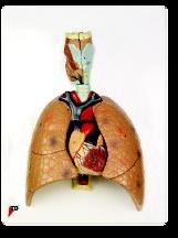 Human Heart, Human Lungs