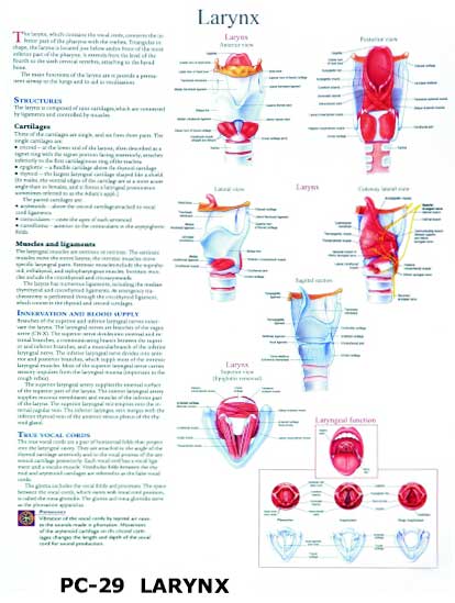 Anatomical Charts