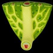 Leaf Anatomy