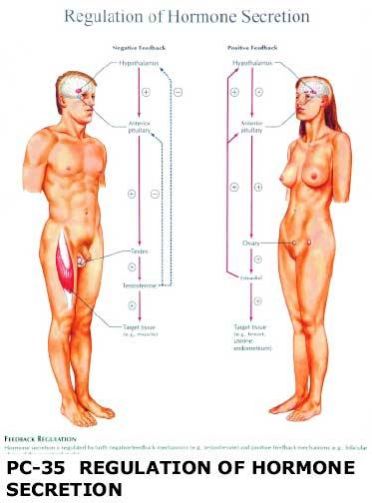Anatomical Charts