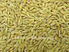 Australian Organic Barley Grain