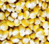 Australian Organic Maize Grain
