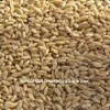 Australian Organic Wheat Grain