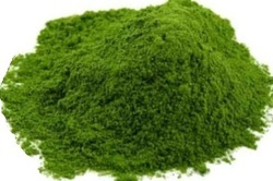 Dehydrated Coriander Leaf Powder