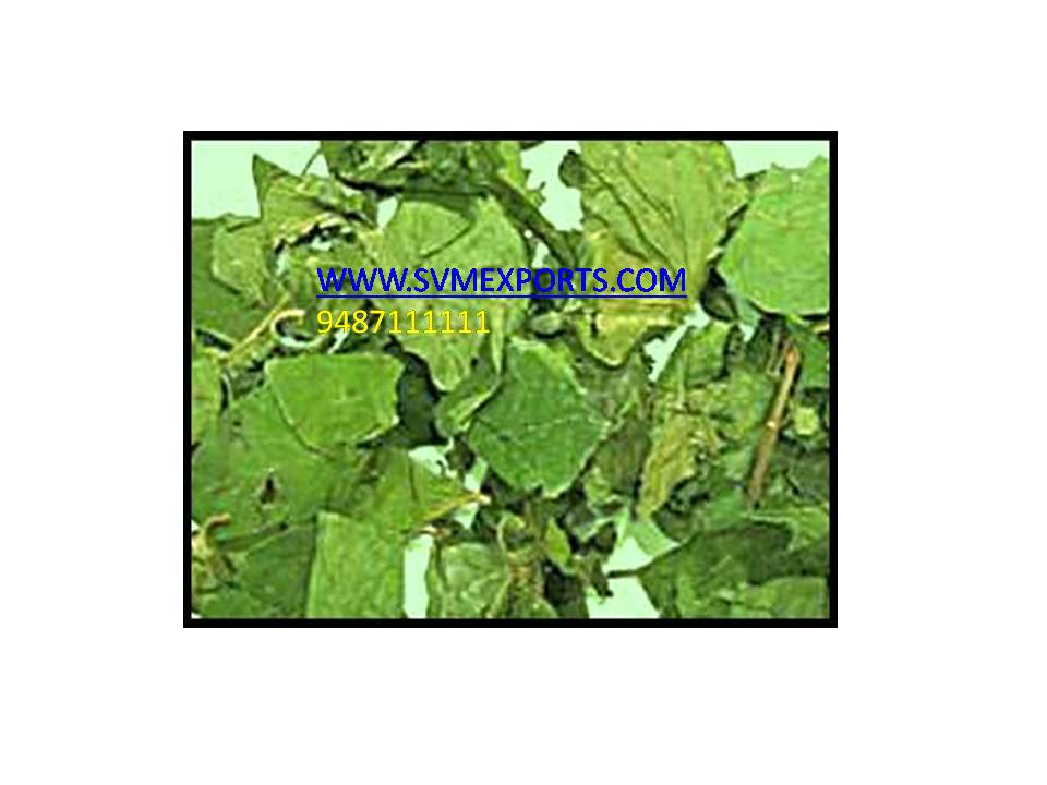 Gymnema Sylvestre Leaf