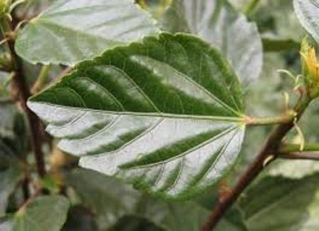 Hibiscus Rosa-sinensis