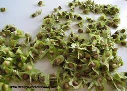 moringa cultivation seed