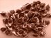Moringa Pkm1 Hybrid Seed