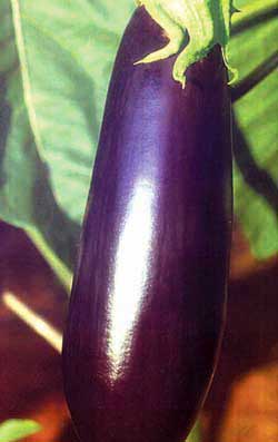 fresh brinjal