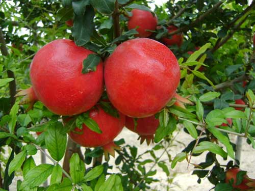 Fresh Pomegranates