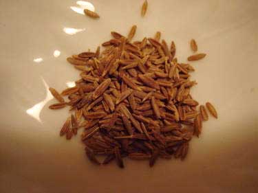 Cumin seeds