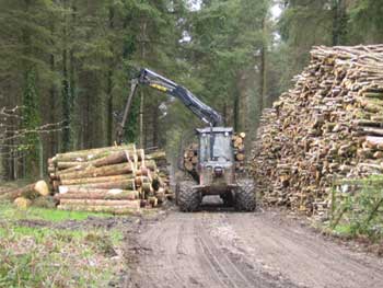 Timber Logs
