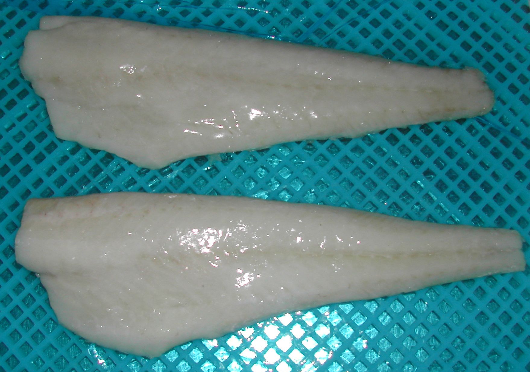 Atlantic Cod Fish