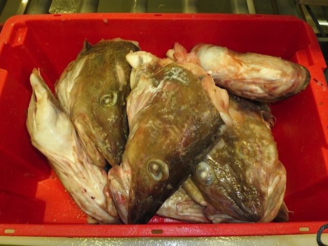 Atlantic Cod Heads