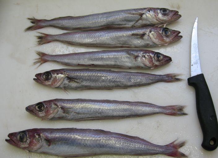 Blue Whiting Fish