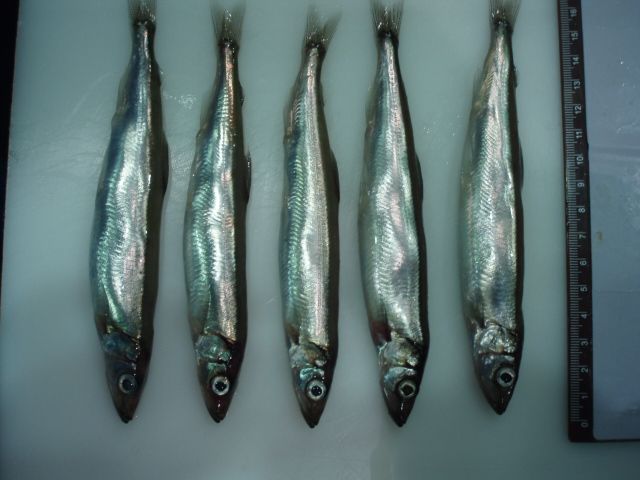 Capelin Fish