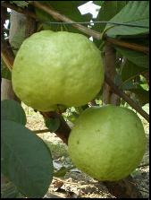 Guava