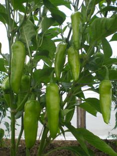 Hybrid Chilli Seeds