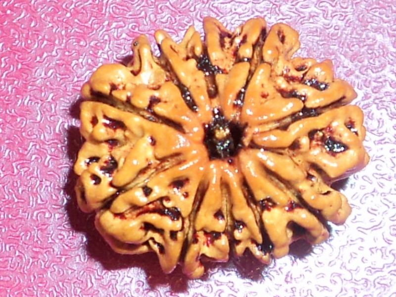 10 Mukhi Rudraksha , 10  Face Rudraksha