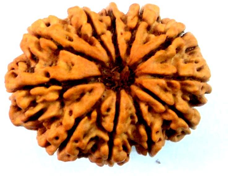 11 Mukhi Rudraksha, 11 Face Rudraksha, Size : 27 mm