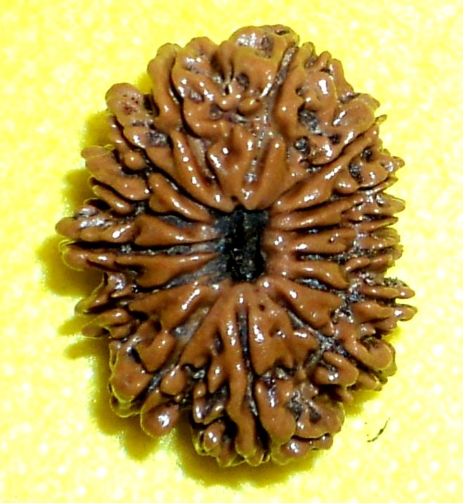 14 Mukhi Rudraksha, Size : 27 mm