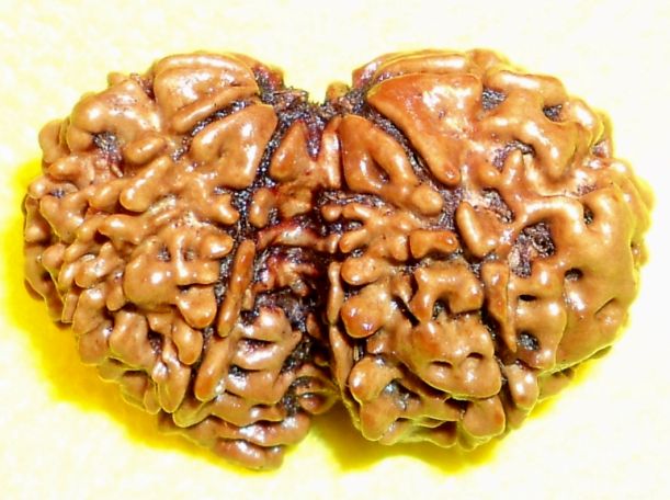 Gouri Shankar Rudraksha