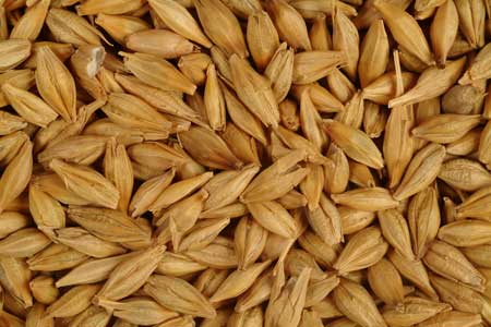 barley seeds