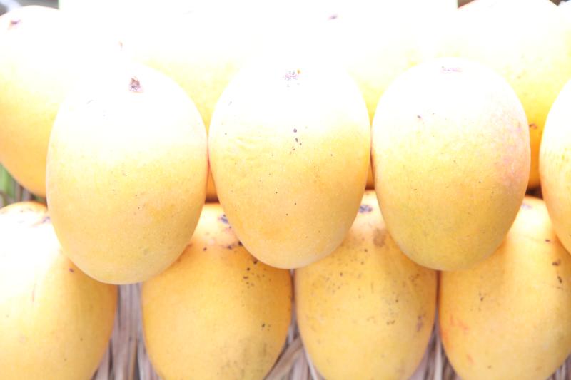 Alphonso Mangoes