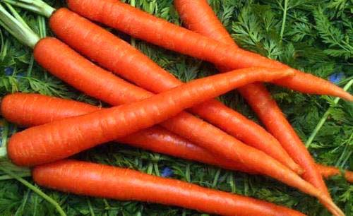 Organic Fresh Carrot, for Food, Juice, Pickle, Snacks, Taste : Delicious, Sweet